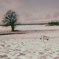 Rinalds Maksimovs - Rincore