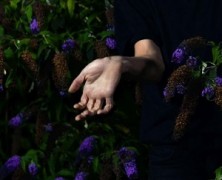 Nordmann : In Velvet
