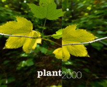 Umland 19, Plant 2000