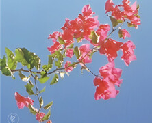 Hilary Geddes Quartet : Redleaf