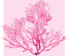 Tatiana Paris : thalle