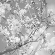 Masabumi Kikuchi : Hanamichi – The Final Studio Recording Vol. II