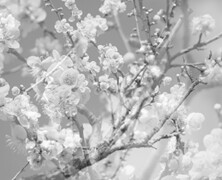 Masabumi Kikuchi : Hanamichi – The Final Studio Recording Vol. II