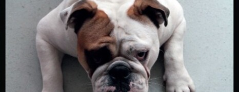 Lucky Dog