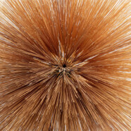 Patricia Brennan : Of The Near And Far