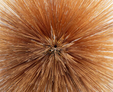 Patricia Brennan : Of The Near And Far