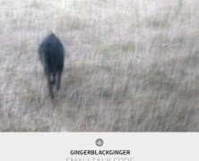 Yannick Peeters – GingerBlackGinger : Smalltalk Code